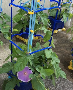 Photo_2